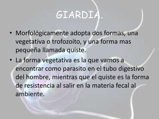 GIARDIA.Morfológicamente adopta dos formas, una vegetativa o trofozoíto, y una forma mas pequeña llamada quiste.La forma vegetativa es la que vamos a encontrar como parasito en el tubo digestivo del hombre, mientras que el quiste es la forma de resistencia al salir en la materia fecal al ambiente.
