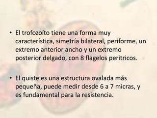 El trofozoíto tiene una forma muy característica, simetría bilateral, periforme, un extremo anterior ancho y un extremo posterior delgado, con 8 flagelos peritricos.El quiste es una estructura ovalada más pequeña, puede medir desde 6 a 7 micras, y es fundamental para la resistencia.