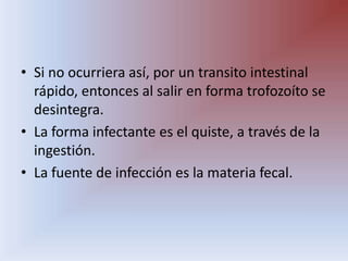 Si no ocurriera así, por un transito intestinal rápido, entonces al salir en forma trofozoíto se desintegra.La forma infectante es el quiste, a través de la ingestión.La fuente de infección es la materia fecal.