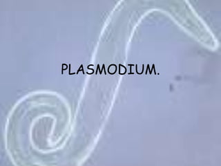 PLASMODIUM.