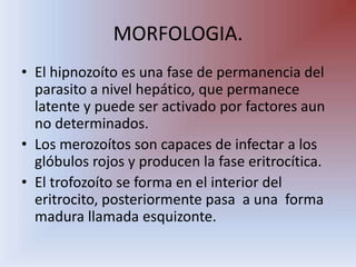MORFOLOGIA.El hipnozoíto es una fase de permanencia del parasito a nivel hepático, que permanece latente y puede ser activado por factores aun no determinados.Los merozoítos son capaces de infectar a los glóbulos rojos y producen la fase eritrocítica.El trofozoíto se forma en el interior del eritrocito, posteriormente pasa  a una  forma madura llamada esquizonte.