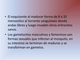 El esquizonte al madurar forma de 8 a 32 merozoítos al torrente sanguíneos donde andas libres y luego invaden otros eritrocitos sanos.Los gametocitos masculinos y femeninos son formas sexuales que infectan al mosquito, en su intestino se terminan de maduras y se transforman en gametos.