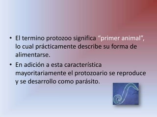 El termino protozoo significa “primer animal”, lo cual prácticamente describe su forma de alimentarse.En adición a esta característica mayoritariamente el protozoario se reproduce y se desarrollo como parásito.