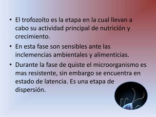 El trofozoíto es la etapa en la cual llevan a cabo su actividad principal de nutrición y crecimiento.En esta fase son sensibles ante las inclemencias ambientales y alimenticias.Durante la fase de quiste el microorganismo es mas resistente, sin embargo se encuentra en estado de latencia. Es una etapa de dispersión. 