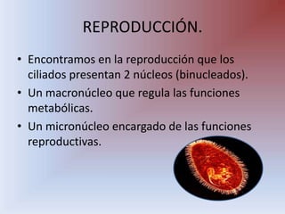 REPRODUCCIÓN.Encontramos en la reproducción que los ciliados presentan 2 núcleos (binucleados).Un macronúcleo que regula las funciones metabólicas. Un micronúcleo encargado de las funciones reproductivas.