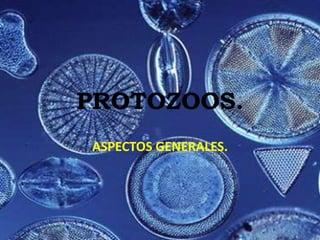 PROTOZOOS.,[object Object],ASPECTOS GENERALES.,[object Object]