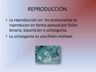 REPRODUCCIÓN.,[object Object],La reproducción en  los protozoarios se reproducen en forma asexual por fisión binaria, bipartición o schizogonia.,[object Object],La schizogonia es una fisión múltiple.,[object Object]