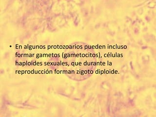 En algunos protozoarios pueden incluso formar gametos (gametocitos), células haploides sexuales, que durante la reproducción forman zigoto diploide.,[object Object]