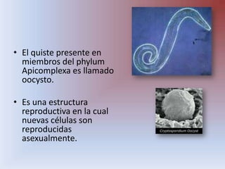 El quiste presente en miembros del phylum Apicomplexa es llamado oocysto.,[object Object],Es una estructura reproductiva en la cual nuevas células son reproducidas asexualmente.,[object Object]