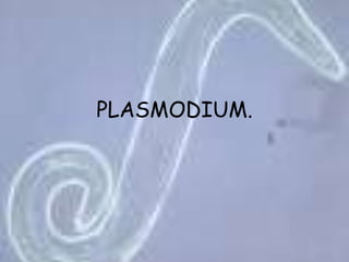 PLASMODIUM.,[object Object]