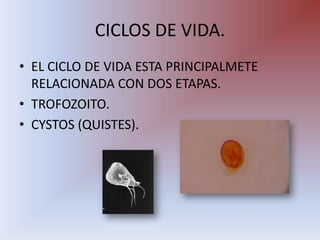 CICLOS DE VIDA.,[object Object],EL CICLO DE VIDA ESTA PRINCIPALMETE RELACIONADA CON DOS ETAPAS.,[object Object],TROFOZOITO.,[object Object],CYSTOS (QUISTES).,[object Object]