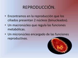 REPRODUCCIÓN.,[object Object],Encontramos en la reproducción que los ciliados presentan 2 núcleos (binucleados).,[object Object],Un macronúcleo que regula las funciones metabólicas. ,[object Object],Un micronúcleo encargado de las funciones reproductivas.,[object Object]