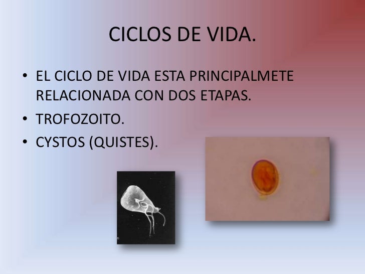 Protozoos.