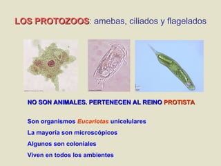 LOS PROTOZOOS :  amebas, ciliados y flagelados Son organismos  Eucariotas   unicelulares La mayoría son microscópicos Algunos son coloniales Viven en todos los ambientes NO SON ANIMALES. PERTENECEN AL REINO  PROTISTA 