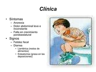 Clínica Síntomas  Anorexia  Dolor abdominal leve e inconstante  Falla en crecimiento pondoestatural Signos  Fetidez fecal Diarrea  Lientérica (restos de alimentos) Esteatorrea (grasa en las deposiciones) 