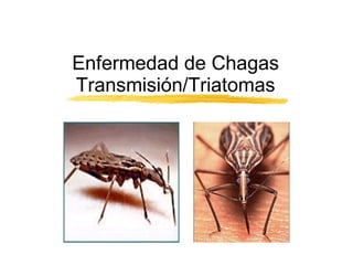 Enfermedad de Chagas Transmisión/Triatomas 