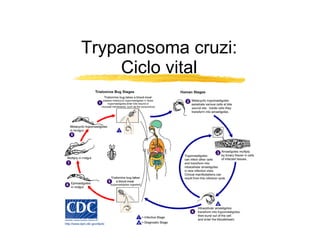 Trypanosoma cruzi: Ciclo vital 