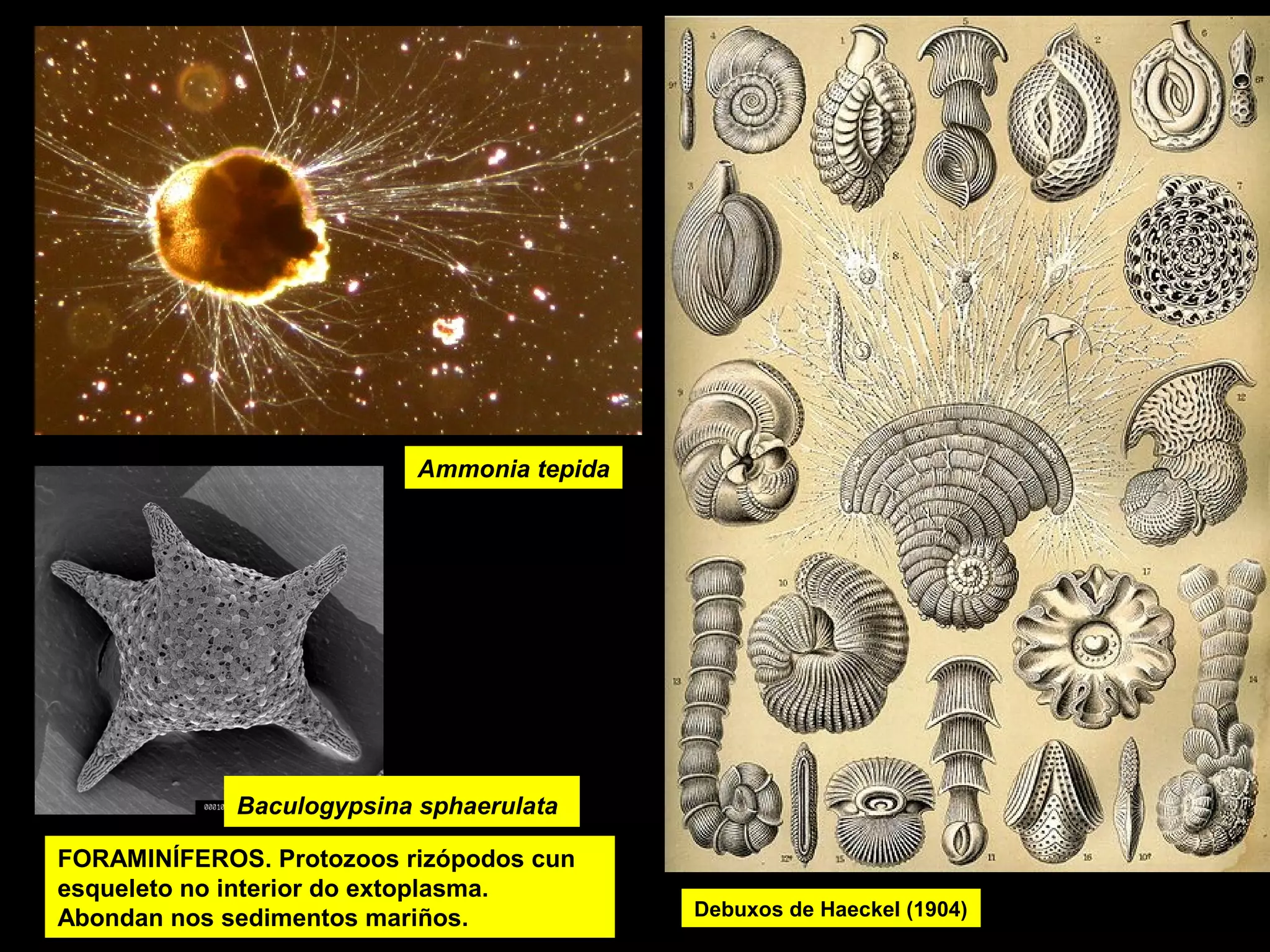 Ammonia tepida

Baculogypsina sphaerulata

paramecio

FORAMINÍFEROS. Protozoos rizópodos cun
esqueleto no interior do extoplasma.
Abondan nos sedimentos mariños.

Debuxos de Haeckel (1904)

 