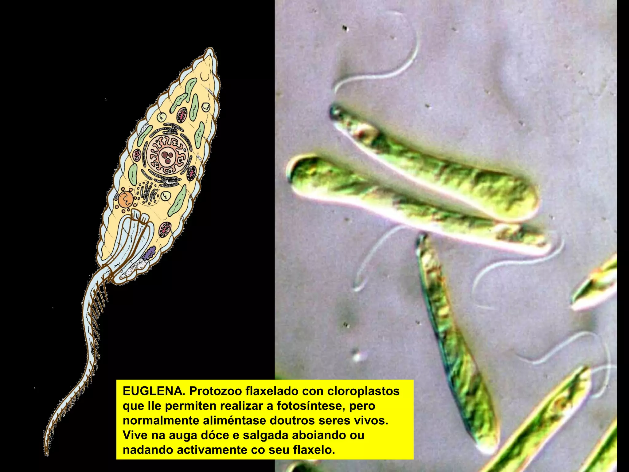 EUGLENA. Protozoo flaxelado con cloroplastos
que lle permiten realizar a fotosíntese, pero
normalmente aliméntase doutros seres vivos.
Vive na auga dóce e salgada aboiando ou
nadando activamente co seu flaxelo.

 