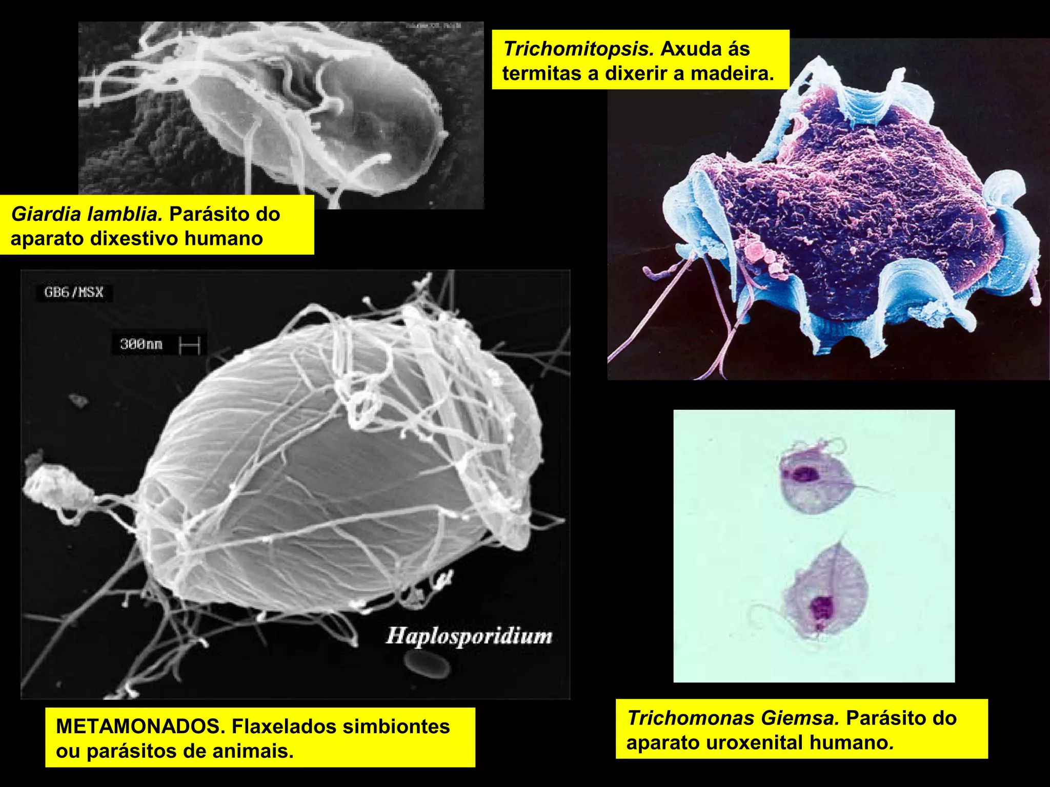 Trichomitopsis. Axuda ás
termitas a dixerir a madeira.

Giardia lamblia. Parásito do
aparato dixestivo humano

METAMONADOS. Flaxelados simbiontes
ou parásitos de animais.

Trichomonas Giemsa. Parásito do
aparato uroxenital humano.

 