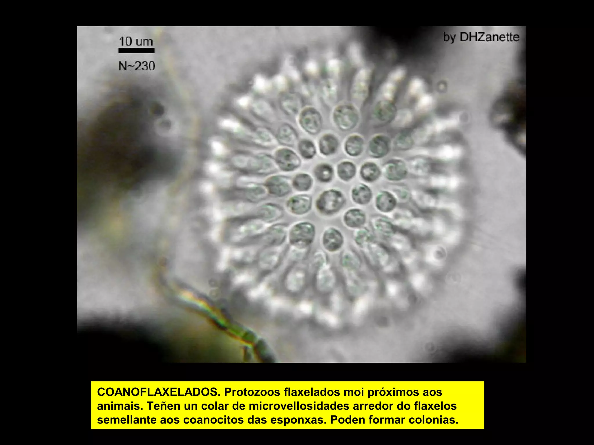 COANOFLAXELADOS. Protozoos flaxelados moi próximos aos
animais. Teñen un colar de microvellosidades arredor do flaxelos
semellante aos coanocitos das esponxas. Poden formar colonias.

 