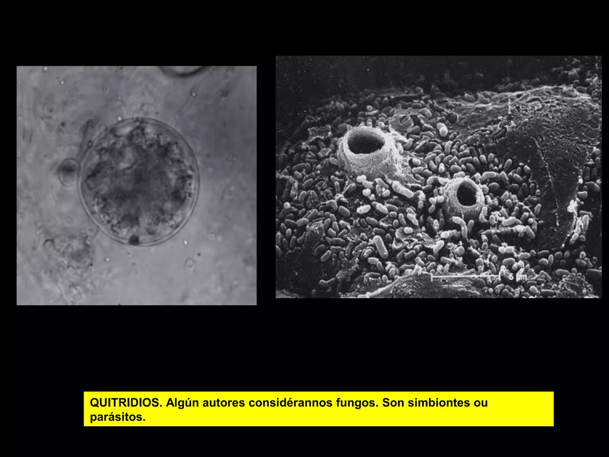 QUITRIDIOS. Algún autores considérannos fungos. Son simbiontes ou
parásitos.

 