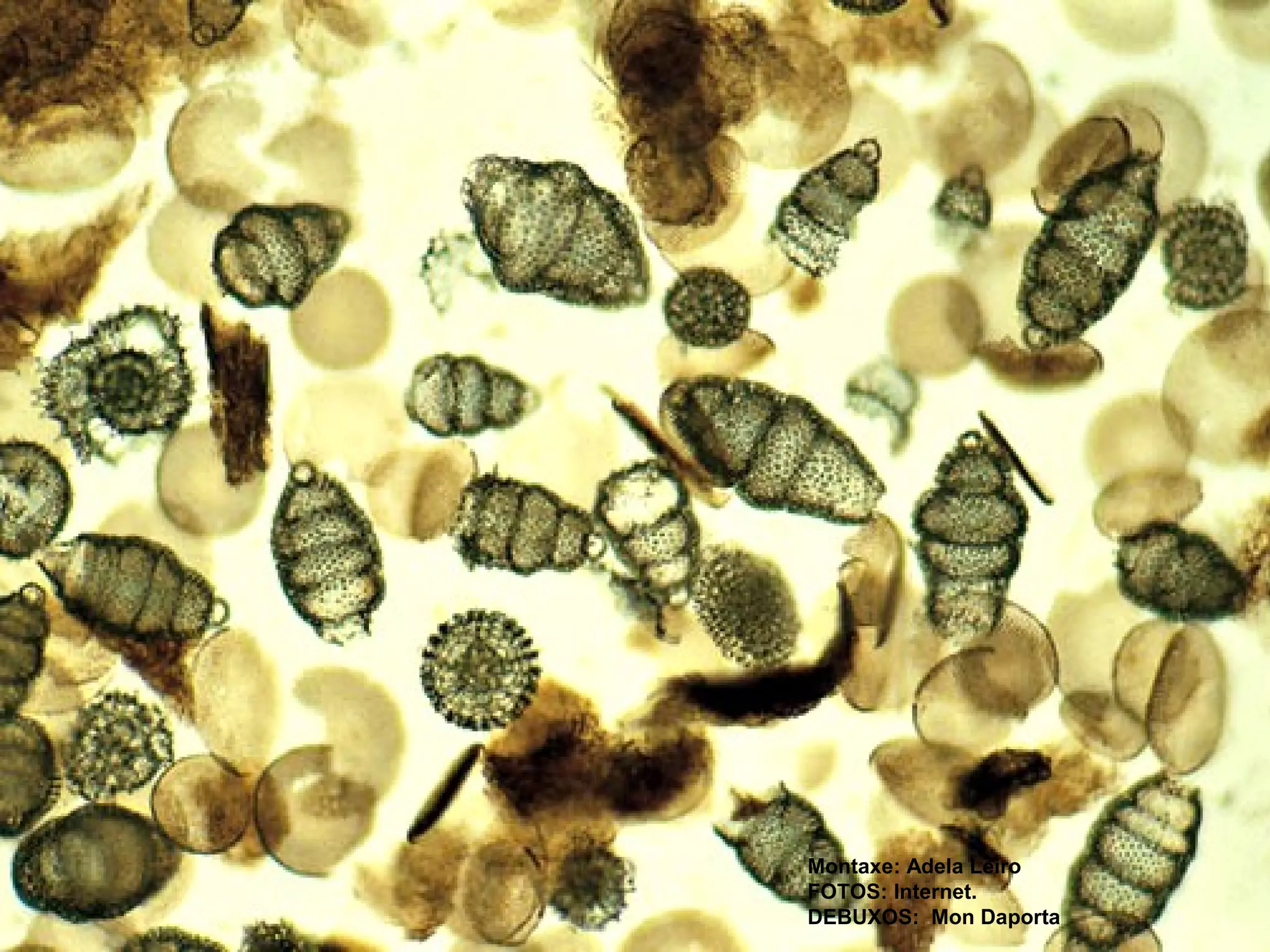 Montaxe: Adela Leiro
FOTOS: Internet.
DEBUXOS: Mon Daporta

 