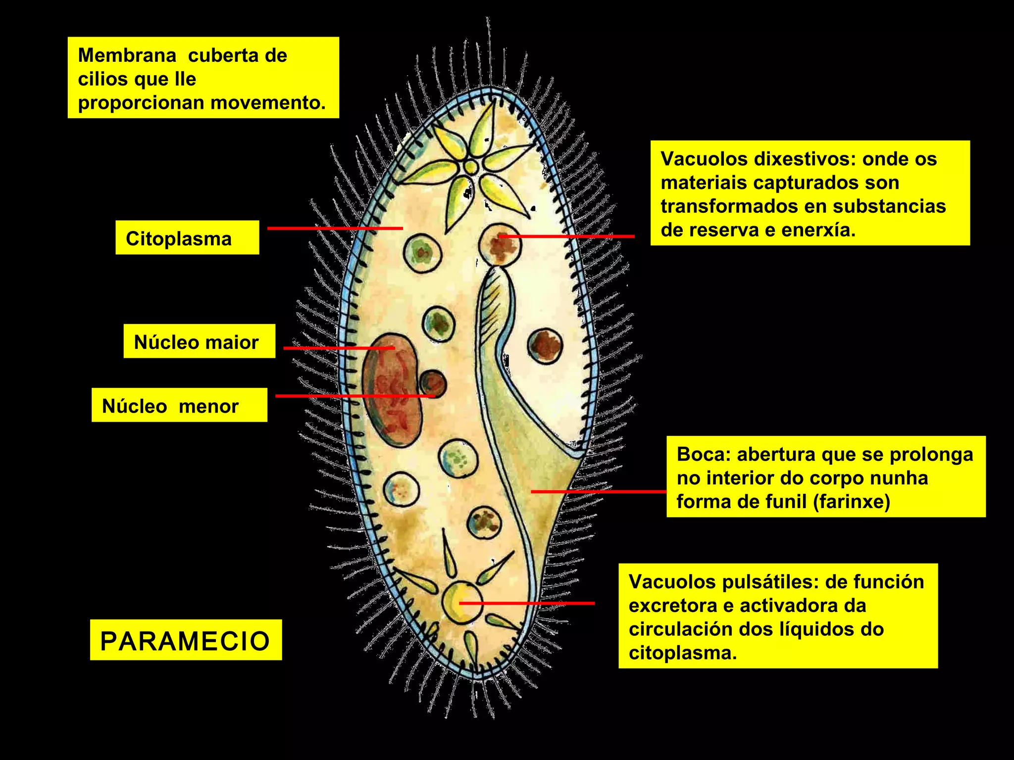 Membrana cuberta de
cilios que lle
proporcionan movemento.

Citoplasma

Vacuolos dixestivos: onde os
materiais capturados son
transformados en substancias
de reserva e enerxía.

Núcleo maior
Núcleo menor
Boca: abertura que se prolonga
no interior do corpo nunha
forma de funil (farinxe)

PARAMECIO

paramecio

Vacuolos pulsátiles: de función
excretora e activadora da
circulación dos líquidos do
citoplasma.

 