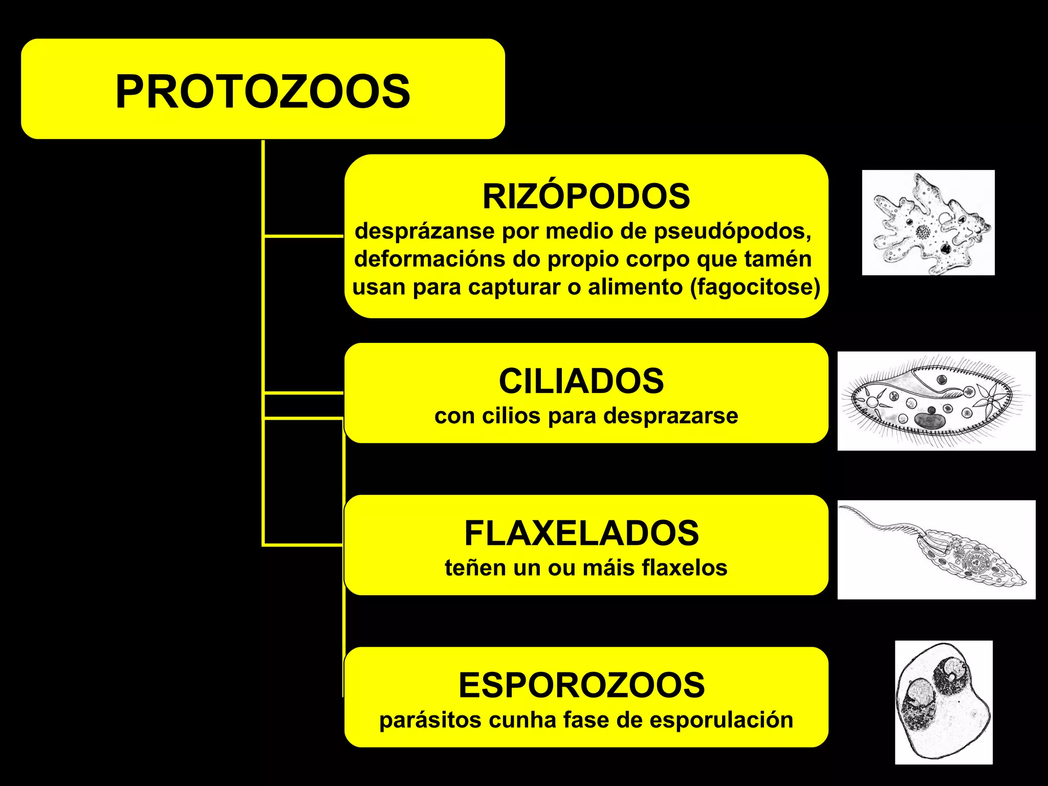 PROTOZOOS
RIZÓPODOS
desprázanse por medio de pseudópodos,
deformacións do propio corpo que tamén
usan para capturar o alimento (fagocitose)

CILIADOS
con cilios para desprazarse

FLAXELADOS
teñen un ou máis flaxelos

paramecio

ESPOROZOOS
parásitos cunha fase de esporulación

 