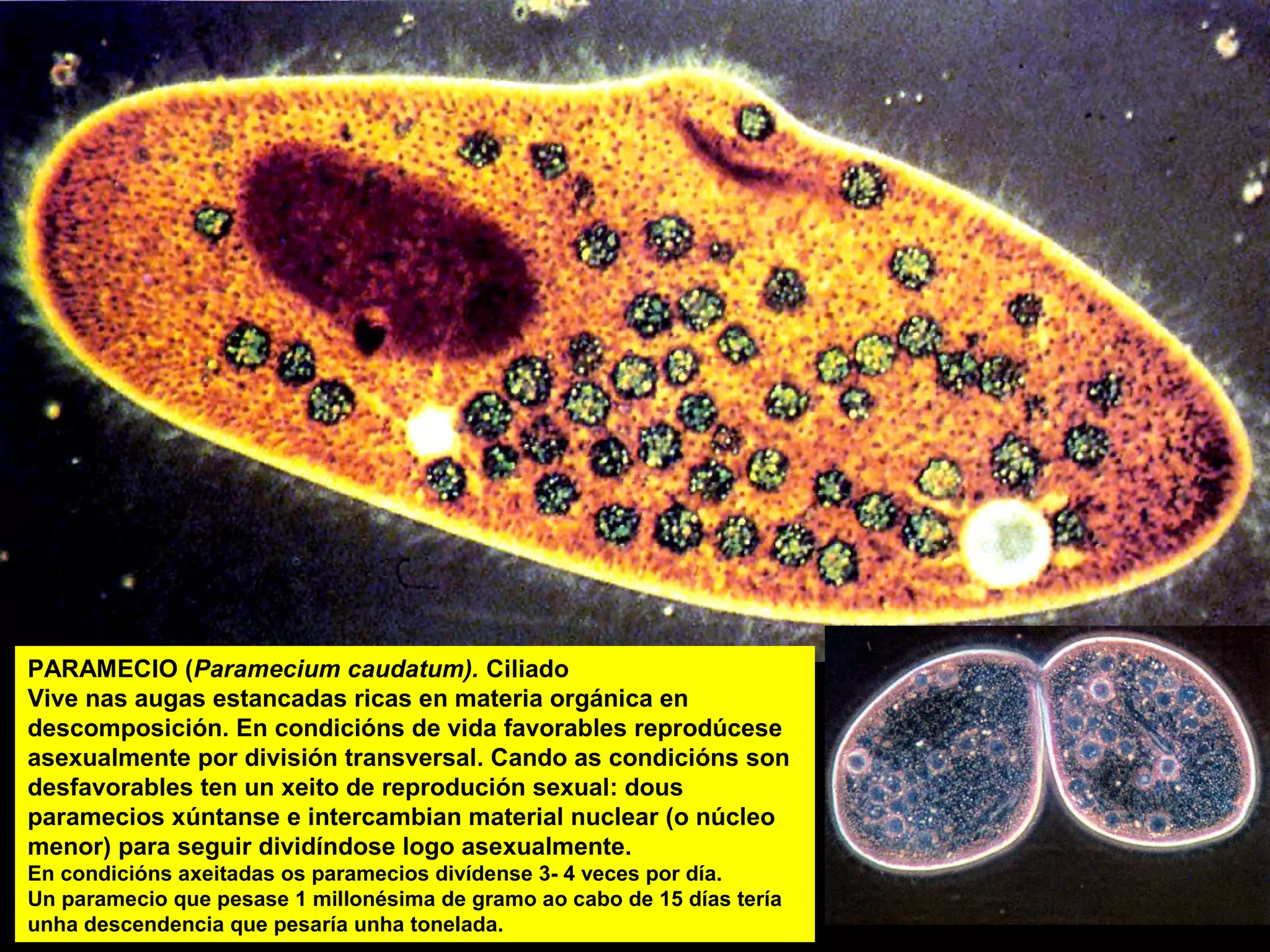 PARAMECIO (Paramecium caudatum). Ciliado
Vive nas augas estancadas ricas en materia orgánica en
descomposición. En condicións de vida favorables reprodúcese
asexualmente por división transversal. Cando as condicións son
desfavorables ten un xeito de reprodución sexual: dous
paramecios xúntanse e intercambian material nuclear (o núcleo
menor) para seguir dividíndose logo asexualmente.

paramecio

En condicións axeitadas os paramecios divídense 3- 4 veces por día.
Un paramecio que pesase 1 millonésima de gramo ao cabo de 15 días tería
unha descendencia que pesaría unha tonelada.

 