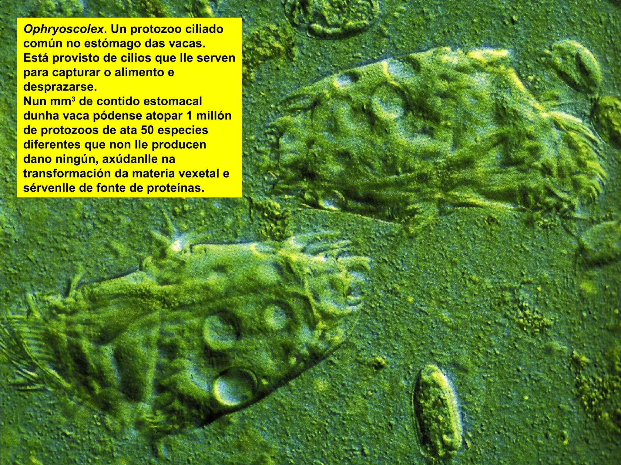 Ophryoscolex. Un protozoo ciliado
común no estómago das vacas.
Está provisto de cilios que lle serven
para capturar o alimento e
desprazarse.
Nun mm3 de contido estomacal
dunha vaca pódense atopar 1 millón
de protozoos de ata 50 especies
diferentes que non lle producen
dano ningún, axúdanlle na
transformación da materia vexetal e
sérvenlle de fonte de proteínas.

 