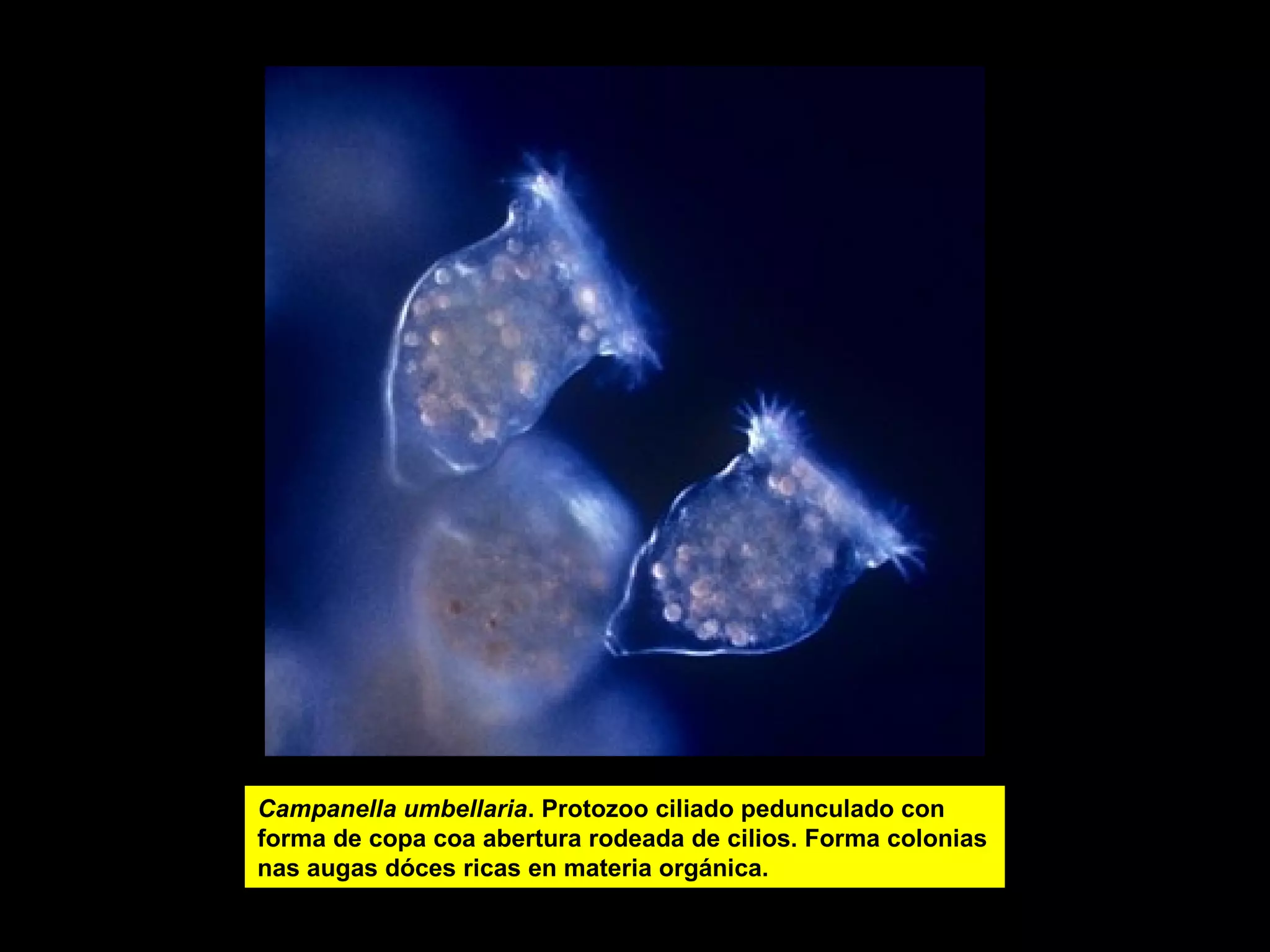 Campanella umbellaria. Protozoo ciliado pedunculado con
forma de copa coa abertura rodeada de cilios. Forma colonias
nas augas dóces ricas en materia orgánica.

paramecio

 