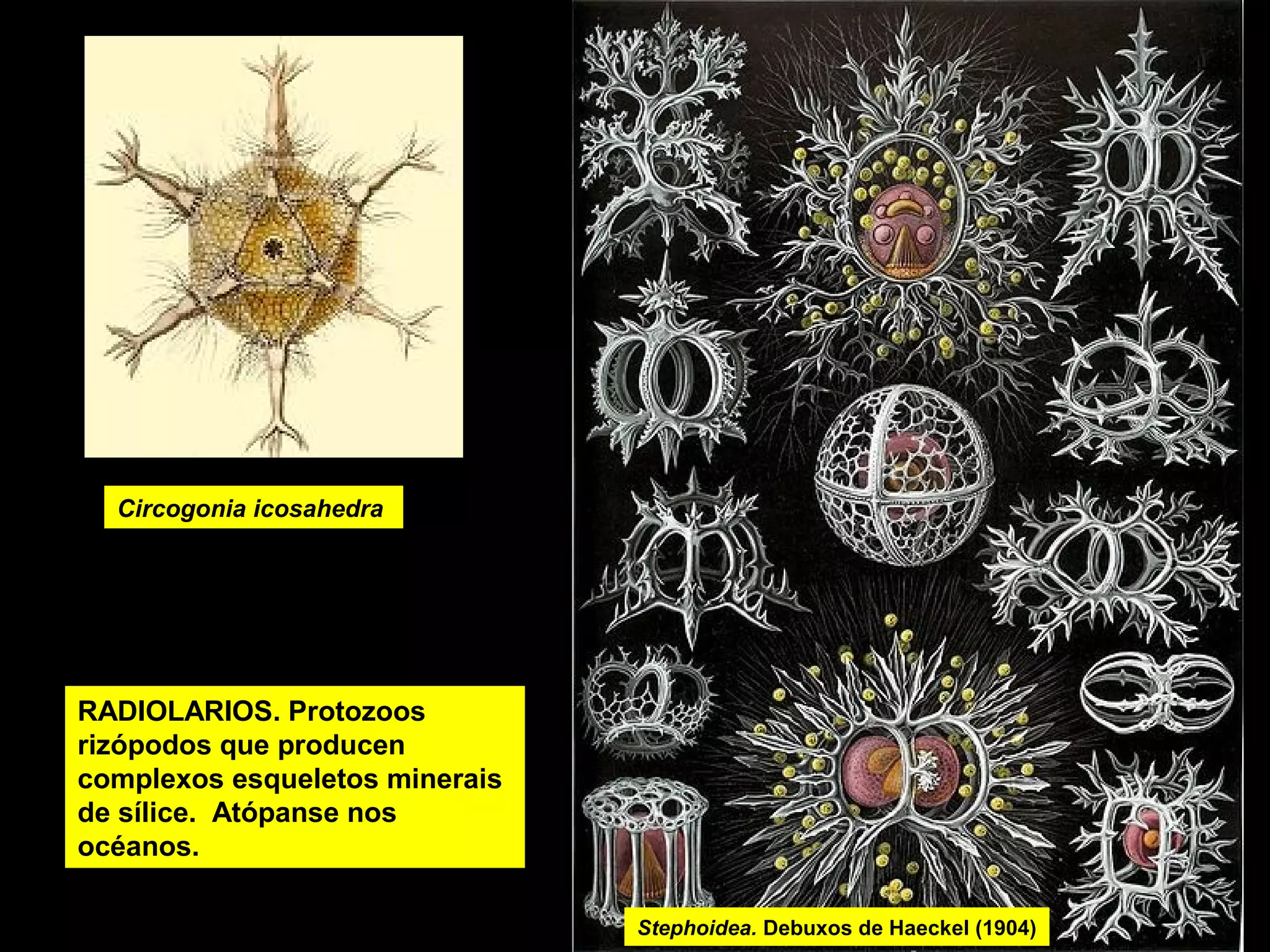 Circogonia icosahedra

RADIOLARIOS. Protozoos
rizópodos que producen
complexos esqueletos minerais
de sílice. Atópanse nos
océanos.

paramecio

Stephoidea. Debuxos de Haeckel (1904)

 