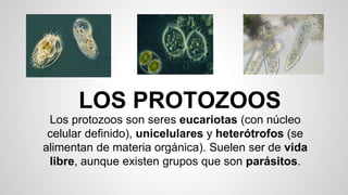 LOS PROTOZOOS
Los protozoos son seres eucariotas (con núcleo
celular definido), unicelulares y heterótrofos (se
alimentan de materia orgánica). Suelen ser de vida
libre, aunque existen grupos que son parásitos.
 