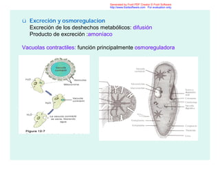 ü Excreción y osmoregulacion
Excreción de los deshechos metabólicos: difusión
Producto de excreción :amoníaco
Vacuolas contractiles: función principalmente osmoreguladora
Generated by Foxit PDF Creator © Foxit Software
http://www.foxitsoftware.com For evaluation only.
 