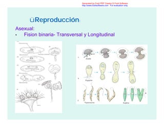 üReproducción:
Asexual:
• Fision binaria- Transversal y Longitudinal
Generated by Foxit PDF Creator © Foxit Software
http://www.foxitsoftware.com For evaluation only.
 