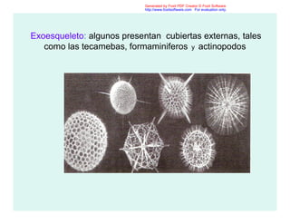Exoesqueleto: algunos presentan cubiertas externas, tales
como las tecamebas, formaminiferos y actinopodos
Generated by Foxit PDF Creator © Foxit Software
http://www.foxitsoftware.com For evaluation only.
 
