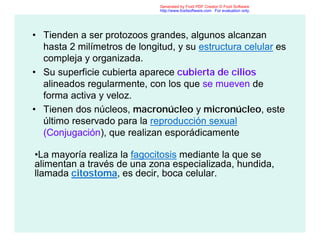 • Tienden a ser protozoos grandes, algunos alcanzan
hasta 2 milímetros de longitud, y su estructura celular es
compleja y organizada.
• Su superficie cubierta aparece cubierta de cilios
alineados regularmente, con los que se mueven de
forma activa y veloz.
• Tienen dos núcleos, macronúcleo y micronúcleo, este
último reservado para la reproducción sexual
(Conjugación), que realizan esporádicamente
•La mayoría realiza la fagocitosis mediante la que se
alimentan a través de una zona especializada, hundida,
llamada citostoma, es decir, boca celular.
Generated by Foxit PDF Creator © Foxit Software
http://www.foxitsoftware.com For evaluation only.
 