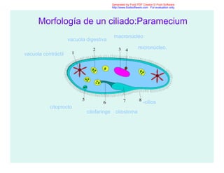 Morfología de un ciliado:Paramecium
vacuola contráctil
vacuola digestiva
macronúcleo
micronúcleo,
citoprocto
citofaringe citostoma
-cilios
Generated by Foxit PDF Creator © Foxit Software
http://www.foxitsoftware.com For evaluation only.
 