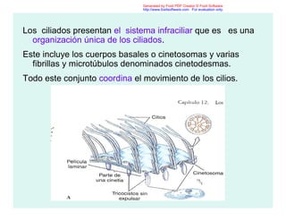 Los ciliados presentan el sistema infraciliar que es es una
organización única de los ciliados.
Este incluye los cuerpos basales o cinetosomas y varias
fibrillas y microtúbulos denominados cinetodesmas.
Todo este conjunto coordina el movimiento de los cilios.
Generated by Foxit PDF Creator © Foxit Software
http://www.foxitsoftware.com For evaluation only.
 