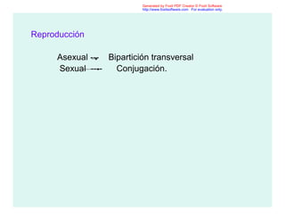 Reproducción
Asexual --- Bipartición transversal
Sexual ---- Conjugación.
Generated by Foxit PDF Creator © Foxit Software
http://www.foxitsoftware.com For evaluation only.
 