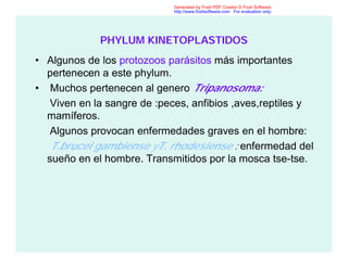 PHYLUM KINETOPLASTIDOS
• Algunos de los protozoos parásitos más importantes
pertenecen a este phylum.
• Muchos pertenecen al genero Tripanosoma:
Viven en la sangre de :peces, anfibios ,aves,reptiles y
mamíferos.
Algunos provocan enfermedades graves en el hombre:
T.brucei gambiense yT. rhodesiense : enfermedad del
sueño en el hombre. Transmitidos por la mosca tse-tse.
Generated by Foxit PDF Creator © Foxit Software
http://www.foxitsoftware.com For evaluation only.
 