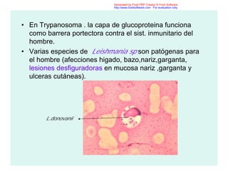 • En Trypanosoma . la capa de glucoproteina funciona
como barrera portectora contra el sist. inmunitario del
hombre.
• Varias especies de Leishmania sp son patógenas para
el hombre (afecciones higado, bazo,nariz,garganta,
lesiones desfiguradoras en mucosa nariz ,garganta y
ulceras cutáneas).
L.donovanii
Generated by Foxit PDF Creator © Foxit Software
http://www.foxitsoftware.com For evaluation only.
 