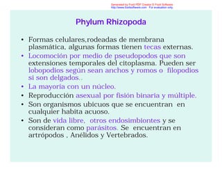 Phylum Rhizopoda
• Formas celulares,rodeadas de membrana
plasmática, algunas formas tienen tecas externas.
• Locomoción por medio de pseudopodos que son
extensiones temporales del citoplasma. Pueden ser
lobopodios según sean anchos y romos o filopodios
si son delgados..
• La mayoría con un núcleo.
• Reproducción asexual por fisión binaria y múltiple.
• Son organismos ubicuos que se encuentran en
cualquier habita acuoso.
• Son de vida libre, otros endosimbiontes y se
consideran como parásitos. Se encuentran en
artrópodos , Anélidos y Vertebrados.
Generated by Foxit PDF Creator © Foxit Software
http://www.foxitsoftware.com For evaluation only.
 