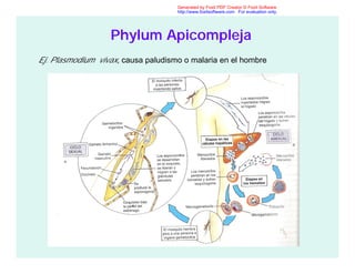 Phylum Apicompleja
Ej. Plasmodium vivax, causa paludismo o malaria en el hombre
Generated by Foxit PDF Creator © Foxit Software
http://www.foxitsoftware.com For evaluation only.
 