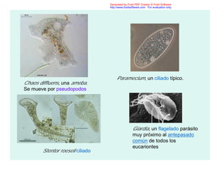 Chaos diffluens, una ameba.
Se mueve por pseudopodos
Paramecium, un ciliado típico.
Giardia, un flagelado parásito
muy próximo al antepasado
común de todos los
eucariontes
Stentor roeseli ciliado
Generated by Foxit PDF Creator © Foxit Software
http://www.foxitsoftware.com For evaluation only.
 