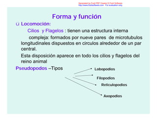 Forma y función
ü Locomoción:
Cilios y Flagelos : tienen una estructura interna
compleja: formados por nueve pares de microtubulos
longitudinales dispuestos en circulos alrededor de un par
central.
Esta disposición aparece en todo los cilios y flagelos del
reino animal
Pseudopodos –Tipos Lobopodios
Filopodios
Reticulopodios
Axopodios
Generated by Foxit PDF Creator © Foxit Software
http://www.foxitsoftware.com For evaluation only.
 