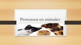 Protozoos en animales
 