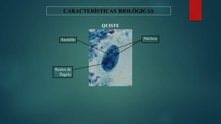 PROTOZOOS PARASITOLOGÍA GENERAL EN ANIMALES | PPTX
