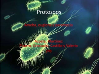 Protozoos Ameba, euglena y paramecio Acosta, Martínez Pizarro, Criscuolo, Castillo y Valerio 2ºB 